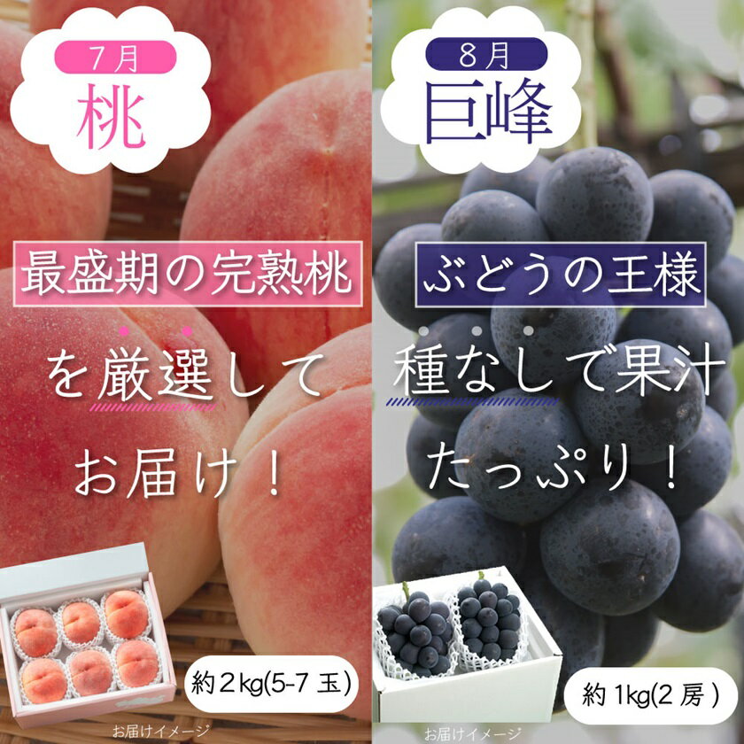 【ふるさと納税】【発送月固定定期便】山梨県産旬のおいしいフルーツ【桃・巨峰・シャインマスカット】定期便 全3回_ フルーツ くだもの 果物 もも ぶどう 定期便 産地直送 贈答 ギフト 旬 季節限定 送料無料 セット 【配送不可地域：離島・沖縄県】【4013020】 サムネイル2