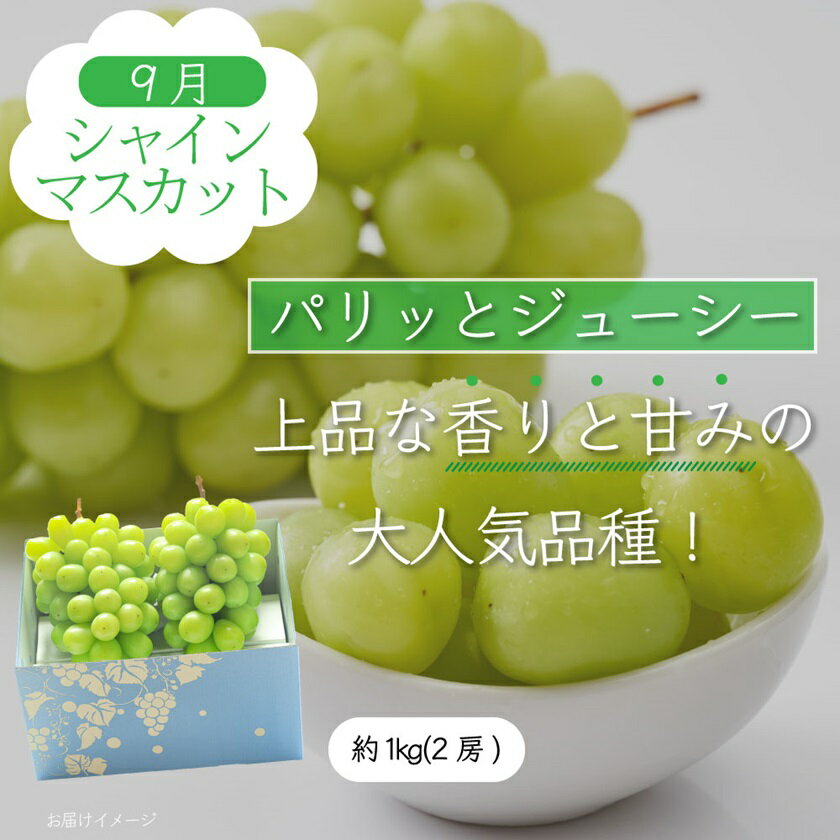 【ふるさと納税】【発送月固定定期便】山梨県産旬のおいしいフルーツ【桃・巨峰・シャインマスカット】定期便 全3回_ フルーツ くだもの 果物 もも ぶどう 定期便 産地直送 贈答 ギフト 旬 季節限定 送料無料 セット 【配送不可地域：離島・沖縄県】【4013020】 サムネイル3