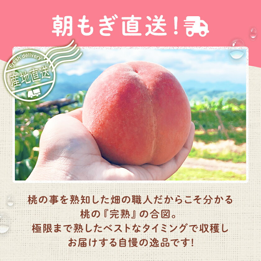 【ふるさと納税】2026年 先行予約桃 約2kg 5～8玉 朝もぎ直送! 旬の完熟『桃』選び抜かれた桃_ ふるさと納税 ふるさと もも モモ フルーツ 果物 くだもの 山梨県 山梨市 山梨 人気 送料無料【配送不可地域：離島】【1359013】 サムネイル3