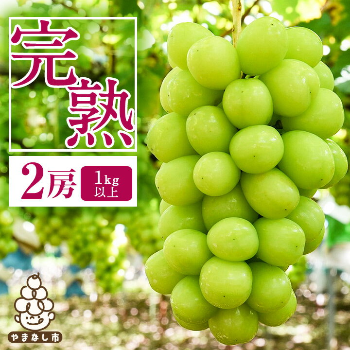 【2026年先行予約】完熟 シャインマスカット 2房 (1kg以上) 世界農業遺産認定地特産_ ふるさと納税 ふるさと マスカット ぶどう ブドウ 葡萄 フルーツ 果物 くだもの 人気 美味しい 山梨県 山梨市 山梨 【配送不可地域：離島】【1117448】