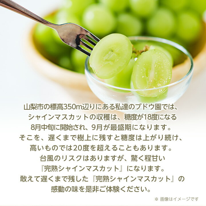 【ふるさと納税】【2026年先行予約】完熟 シャインマスカット 2房 (1kg以上) 世界農業遺産認定地特産_ ふるさと納税 ふるさと マスカット ぶどう ブドウ 葡萄 フルーツ 果物 くだもの 人気 美味しい 山梨県 山梨市 山梨 【配送不可地域：離島】【1117448】 - 画像3