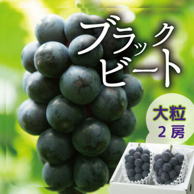 【2026年発送分先行予約】山梨産ブラックビート 2房(約1kg) 化粧箱入り レアな希少品種_ ふるさと納税 ふるさと フルーツ ギフト 果物 ブドウ 葡萄 人気 美味しい 山梨県 【配送不可地域：離島・沖縄県】【1041054】