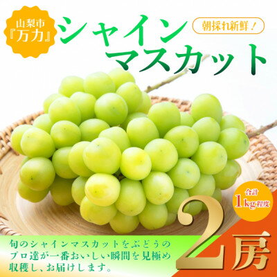 【2026年発送 先行予約】シャインマスカット2房 (計1kg程度) 生産者直送 ! 山梨市万力産_フルーツ 果物 くだもの マスカット ブドウ ぶどう 葡萄 ふるさと 人気 山梨 山梨県 送料無料 【配送不可地域：離島】【1227218】