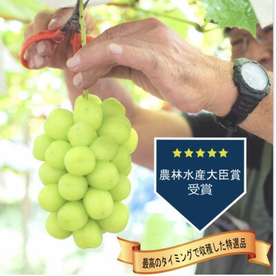 【ふるさと納税】【2026年発送 先行予約】シャインマスカット2房 (計1kg程度) 生産者直送 ! 山梨市万力産_フルーツ 果物 くだもの マスカット ブドウ ぶどう 葡萄 ふるさと 人気 山梨 山梨県 送料無料 【配送不可地域：離島】【1227218】 サムネイル3