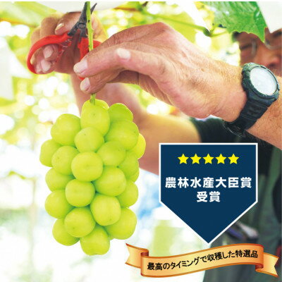 【ふるさと納税】【2026年発送 先行予約】生産者直送『万力』極上シャインマスカット2房　計1kg～1.2kg程度_ シャインマスカット 葡萄 ぶどう ブドウ 果物 フルーツ ふるーつ くだもの 青果 産直 山梨 国産 甘い 名産地 ギフト 贈答 【配送不可地域：離島】【1137178】 サムネイル2