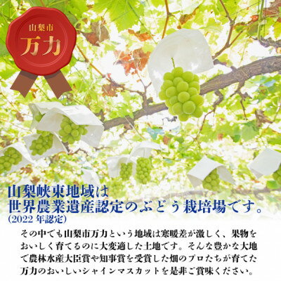 【ふるさと納税】【2026年発送 先行予約】生産者直送『万力』極上シャインマスカット2房　計1kg～1.2kg程度_ シャインマスカット 葡萄 ぶどう ブドウ 果物 フルーツ ふるーつ くだもの 青果 産直 山梨 国産 甘い 名産地 ギフト 贈答 【配送不可地域：離島】【1137178】 サムネイル3