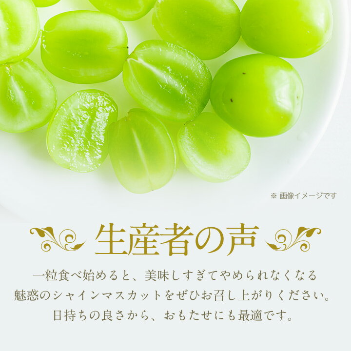 【ふるさと納税】【2026年発送】特選大房シャインマスカット1房(約700～800g) ふるさと納税_ ふるさと納税 フルーツ 果物 くだもの マスカット ブドウ ぶどう 葡萄 ふるさと 人気 山梨 山梨県 送料無料【配送不可地域：離島・沖縄県】【1021827】 サムネイル3