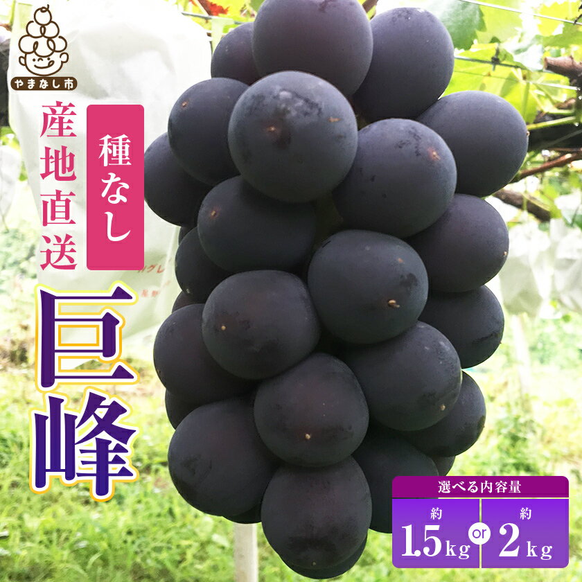 巨峰約1.5kg/約2kg(3～4房/4～5房 ) 銀河農園まきおか甘くてジューシー巨峰 (種なし)_ ふるさと納税 ふるさと ぶどう ブドウ 葡萄 フルーツ 果物 くだもの 山梨県 山梨市 山梨 送料無料【配送不可地域：離島】【G1111660】