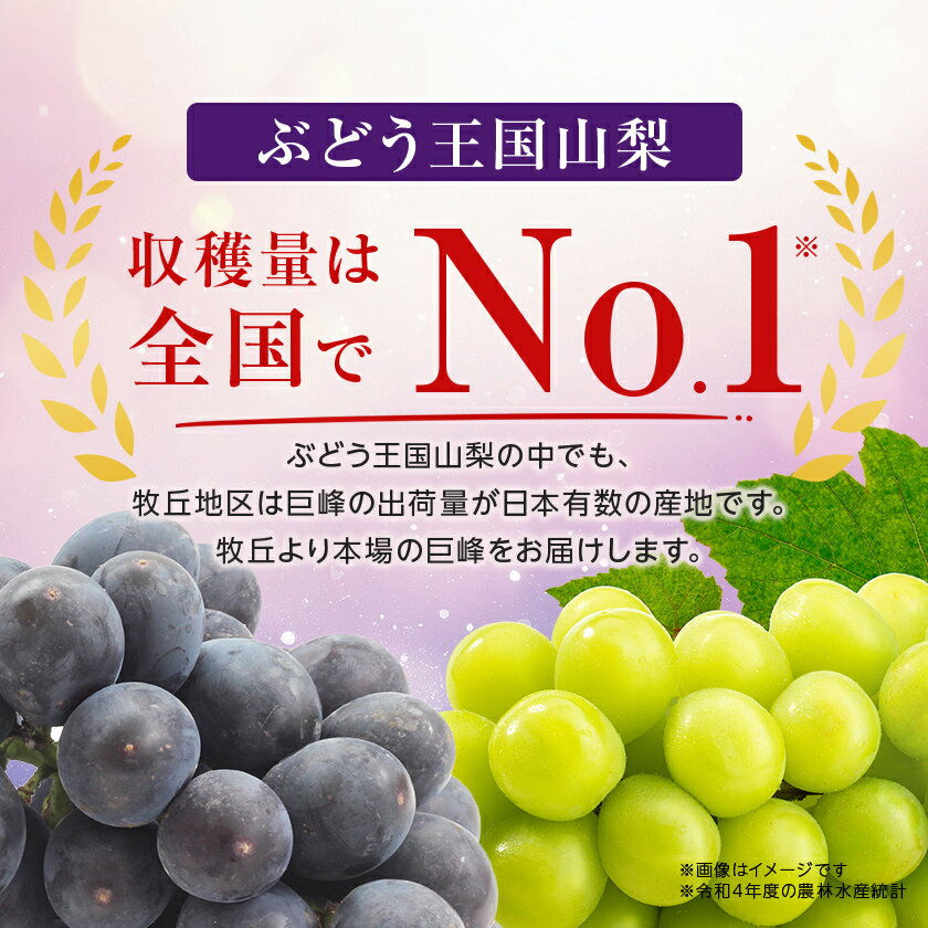 【ふるさと納税】巨峰約1.5kg/約2kg(3～4房/4～5房 ) 銀河農園まきおか甘くてジューシー巨峰 (種なし)_ ふるさと納税 ふるさと ぶどう ブドウ 葡萄 フルーツ 果物 くだもの 山梨県 山梨市 山梨 送料無料【配送不可地域：離島】【G1111660】 サムネイル3