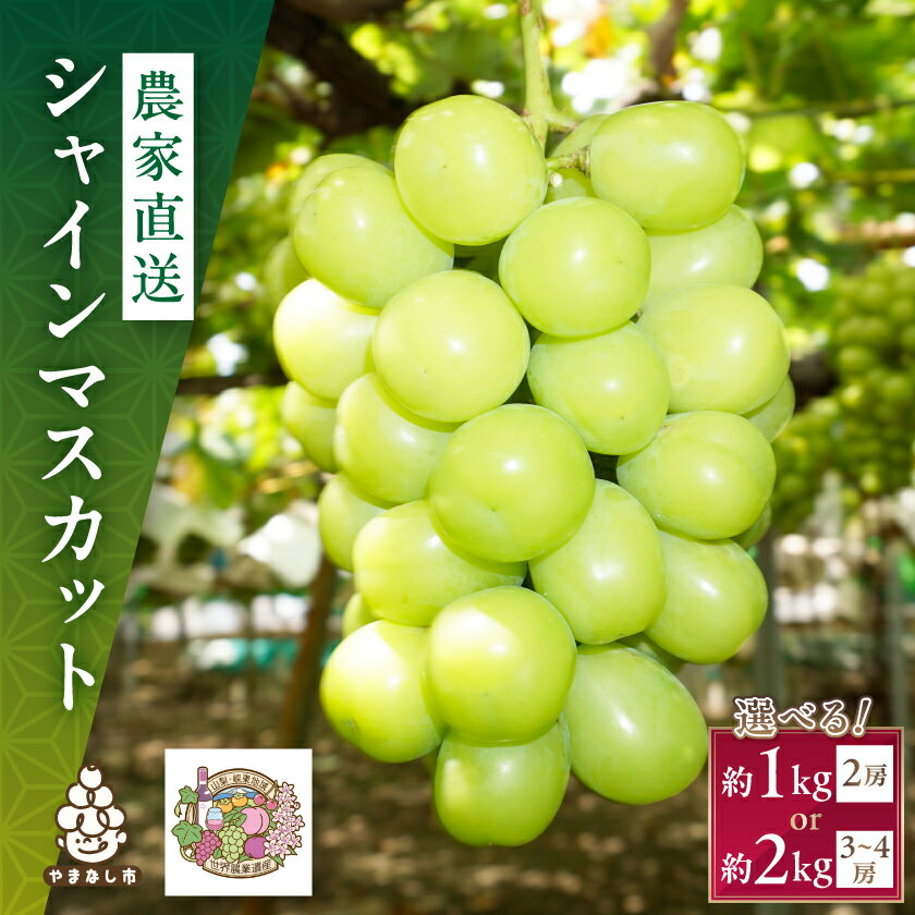 シャインマスカット 1kg / 2kg 農家直送 世界農業遺産認定地特産_ シャインマスカット 山梨県 山梨 山梨市 マスカット ぶどう ブドウ 葡萄 果物 くだもの フルーツ 甘い 美味しい デザート 国産 人気 【配送不可地域：離島】【G1117446】