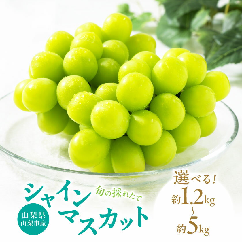 山梨県山梨市産　旬の採れたてシャインマスカット　秀等品 約1.2kg/1.5kg/1.8kg/5kg_ ふるさと納税 ふるさと マスカット ぶどう ブドウ 葡萄 フルーツ 果物 くだもの 山梨 人気 送料無料【配送不可地域：離島・沖縄県】【G1134846】