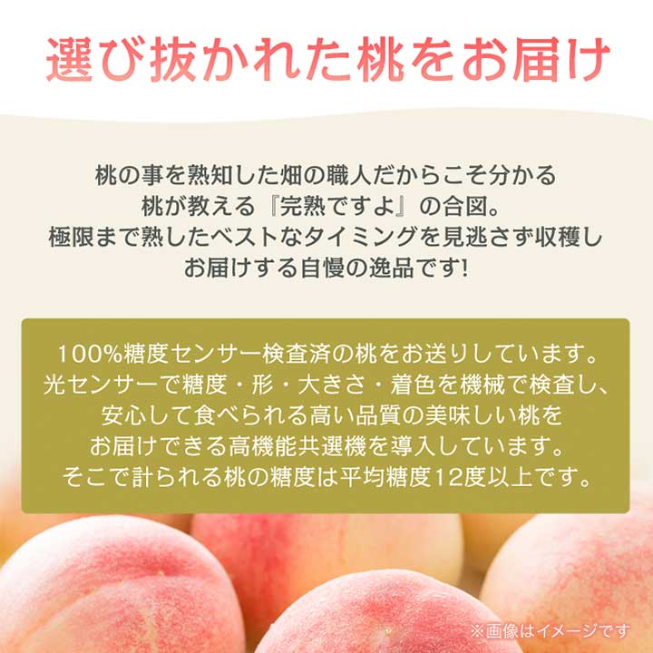 【ふるさと納税】《2026年発送　先行予約》桃 『白鳳系』 約2kg 5～8玉 朝もぎ直送! 選び抜かれた桃_ ふるさと納税 ふるさと もも モモ 白鳳 フルーツ 果物 くだもの 山梨県 山梨市 山梨 人気 送料無料【配送不可地域：離島】【1275881】 - 画像3