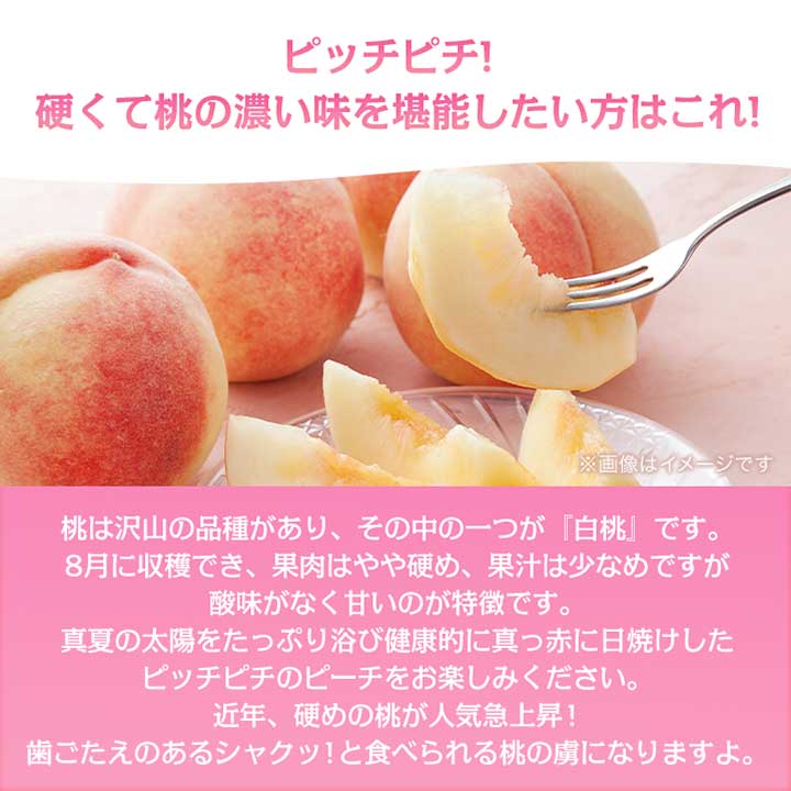 【ふるさと納税】《2026年発送　先行予約》桃 『白桃系』 約2kg 5～8玉 朝もぎ直送! 選び抜かれた桃_ ふるさと納税 ふるさと もも モモ フルーツ 果物 くだもの 山梨県 山梨市 山梨 人気 送料無料【配送不可地域：離島】【1275890】 - 画像2