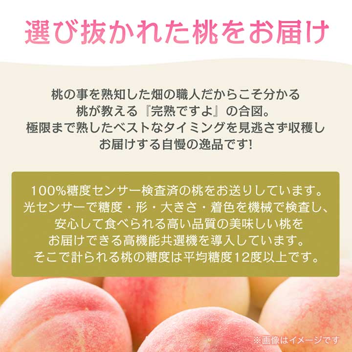 【ふるさと納税】《2026年発送　先行予約》桃 『白桃系』 約2kg 5～8玉 朝もぎ直送! 選び抜かれた桃_ ふるさと納税 ふるさと もも モモ フルーツ 果物 くだもの 山梨県 山梨市 山梨 人気 送料無料【配送不可地域：離島】【1275890】 - 画像3