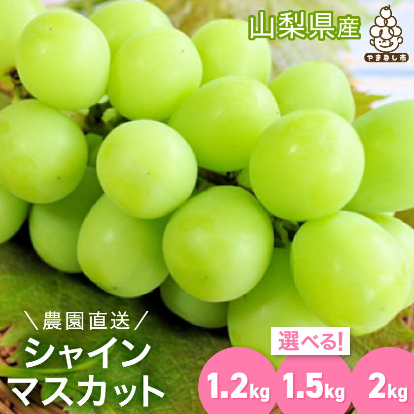 【2026年 先行予約】濃厚 シャインマスカット 約1.2kg / 1.5kg / 2kg (2～4房/2~5房/3~5房)_ふるさと マスカット 1200g 1500g 2000g ぶどう ブドウ 葡萄 フルーツ 果物 くだもの 人気 山梨県 山梨市【配送不可地域：離島・沖縄県】【G1281139】