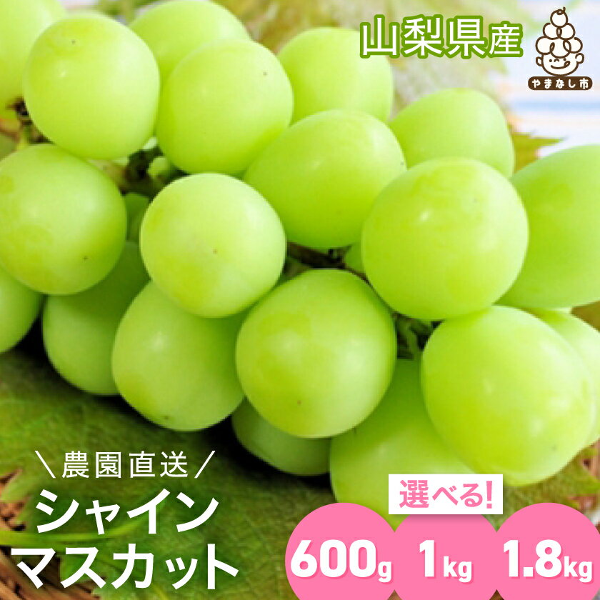 【2026年 先行予約】農園直送 ! 濃厚 シャインマスカット約0.6kg/1kg/1.8kg (1房/1~2房/2~5房)_(1房/1~2房/2~5房) シャインマスカット 600g 1000g 1800g フルーツ 果物 ぶどう ブドウ マスカット 葡萄 くだもの【配送不可地域：離島・沖縄県】【G1299620】