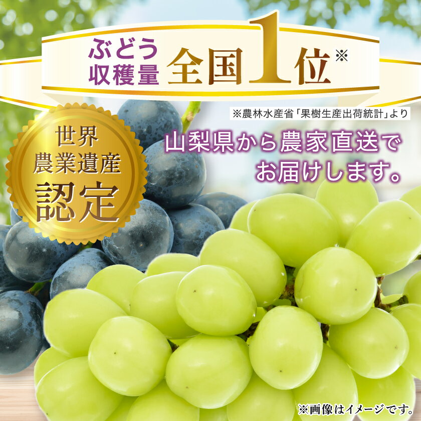 【ふるさと納税】【2026年 先行予約】農園直送 ! 濃厚 シャインマスカット約0.6kg/1kg/1.8kg (1房/1~2房/2~5房)_(1房/1~2房/2~5房) シャインマスカット 600g 1000g 1800g フルーツ 果物 ぶどう ブドウ マスカット 葡萄 くだもの【配送不可地域：離島・沖縄県】【G1299620】 サムネイル3