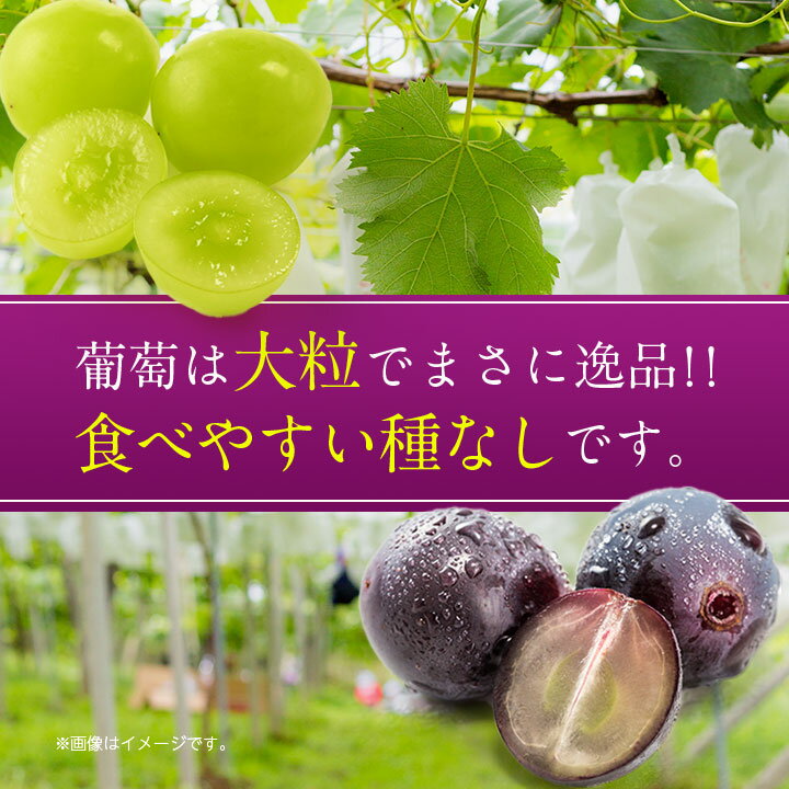 【ふるさと納税】2026年先行予約 旬の葡萄セット2kg (シャインマスカット 巨峰 各2房 種なし)_ ふるさと納税 フルーツ 果物 くだもの マスカット ブドウ ぶどう 葡萄 食べ比べ 詰め合わせ 人気 山梨 山梨県 送料無料 【配送不可地域：離島】【1308168】 サムネイル3
