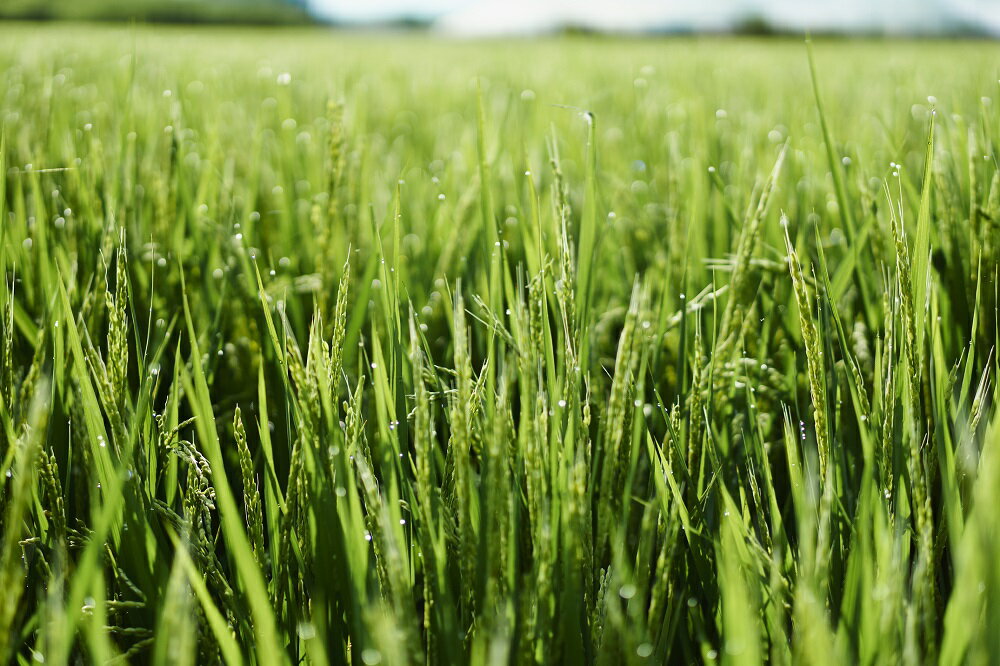 【ふるさと納税】【山梨の地酒】蔵元直送「笹一純米720ml×2本セット」 サムネイル3