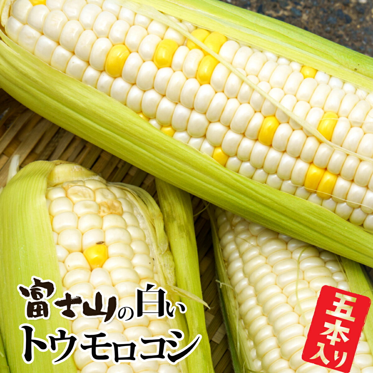 【2026年収穫分先行予約】富士山の白いトウモロコシ　5本