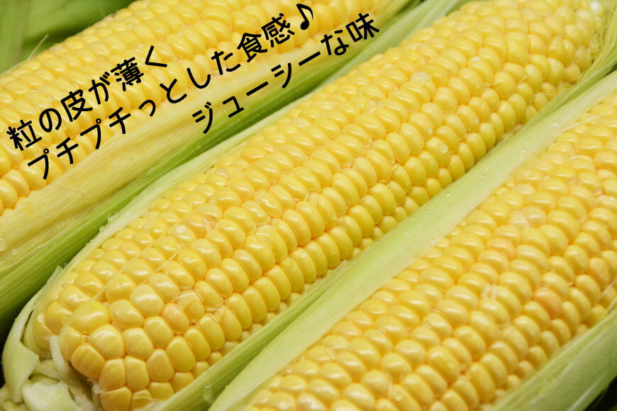 【ふるさと納税】 【期間限定発送】 朝採り 即出荷 甘くてプチプチ ゴールドラッシュ 6本 [しゃんと畑 山梨県 韮崎市 20745240] 野菜 とうもろこし トウモロコシ - 画像3