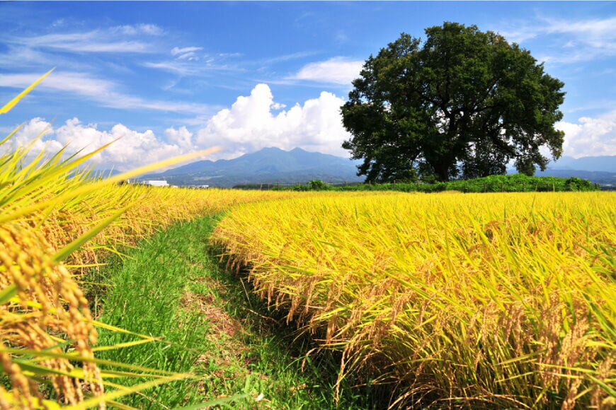 【ふるさと納税】 米 令和7年 わに塚の桜米 精米 5kg [スーパークラフト 山梨県 韮崎市 20745244] お米 白米 精米 ごはん ご飯 ブランド米 - 画像3
