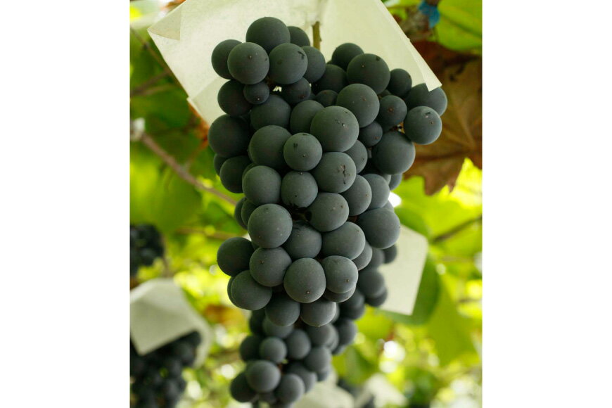 【ふるさと納税】 ワイン 山梨 赤 赤ワイン 穂坂 マスカット・ベーリーA 750ml シングル・ヴィンヤード 栽培責任者 横内栄人 酒 お酒 洋酒 詰め合わせ 母の日 父の日 記念日 ギフト 送料無料 [シャトー・メルシャン 勝沼ワイナリー 山梨県 韮崎市 20743133] サムネイル3