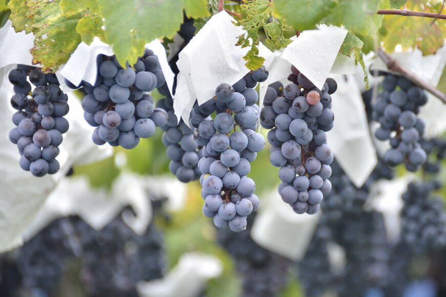 【ふるさと納税】 ワイン 山梨　赤ワイン セット 赤 コンチネンタル マスカット・ベーリーA 750ml × 12本 日本ワイン お酒 酒 洋酒 母の日 父の日 記念日 ギフト 送料無料 アルコール [サン.フーズ 山梨県 韮崎市 20743137] サムネイル2