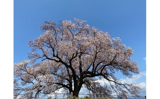 【ふるさと納税】 53-1.【あるく韮崎！】登山ガイドがご案内する武田の里 日帰りまち歩きチケット＜Nirasakiガイドサービス＞【山梨県韮崎市】 - 画像3