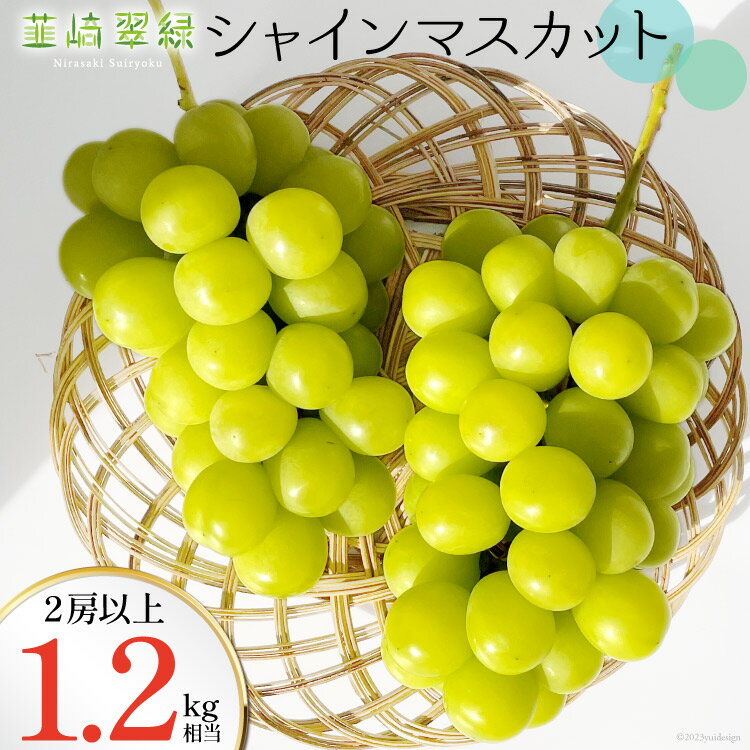 【2026年発送】シャインマスカット 予約 1.2kg 相当 シャイン 山梨 やまなし ぶどう ブドウ 葡萄 マスカット 種なし 果物 フルーツ 山梨県産 産地直送 期間限定 季節限定 冷蔵 NS-1002 韮崎翠緑セレクト [韮崎翠緑 山梨県 韮崎市 20743497]