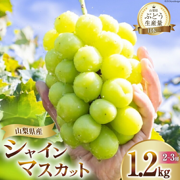 【2026年発送】 シャインマスカット マスカット シャイン ブドウ ぶどう フルーツ 果物 葡萄 種無し 1.2kg (2～3房) 朝採れ 1.2キロ 高品質 厳選 産地直送 季節限定 数量限定 期間限定発送 [OUTTA REACH JAPAN 山梨県 韮崎市 20742860]