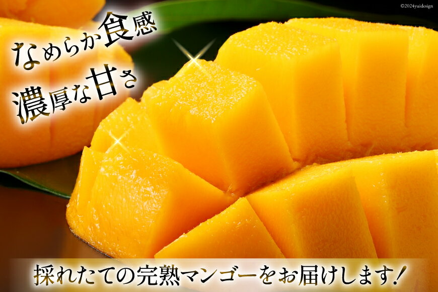 【ふるさと納税】 【期間限定発送】 訳あり 八ヶ岳 完熟マンゴー ご家庭用 2kg セット [採園 山梨県 韮崎市 20742962] まんごー フルーツ 果物 くだもの 山梨 2キロ サムネイル2