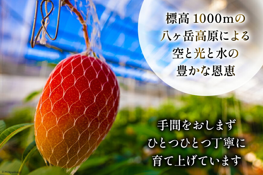 【ふるさと納税】 【期間限定発送】 訳あり 八ヶ岳 完熟マンゴー ご家庭用 2kg セット [採園 山梨県 韮崎市 20742962] まんごー フルーツ 果物 くだもの 山梨 2キロ サムネイル3