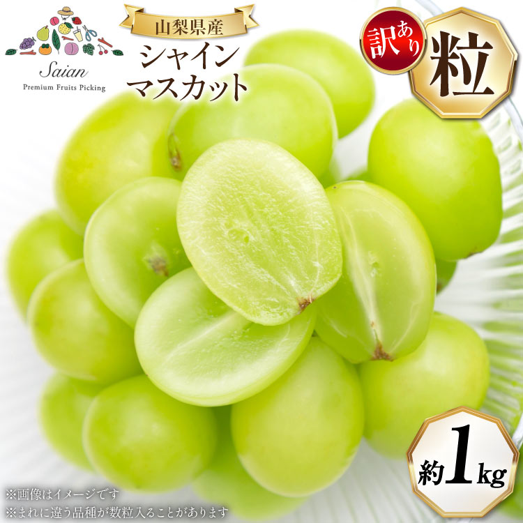 【2026年発送】シャインマスカット 訳あり家庭用 粒 にてお届け 約1kg 山梨県産 冷蔵発送 果物 フルーツ 山梨 ぶどう マスカット ブドウ 葡萄 規格外 期間限定 季節限定 冷蔵 山梨 [斎庵 山梨県 韮崎市 20745284]