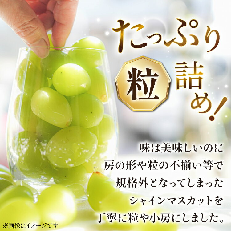 【ふるさと納税】 【2026年発送】シャインマスカット 訳あり家庭用 粒 にてお届け 約1kg 山梨県産 冷蔵発送 果物 フルーツ 山梨 ぶどう マスカット ブドウ 葡萄 規格外 期間限定 季節限定 冷蔵 山梨 [斎庵 山梨県 韮崎市 20745284] サムネイル3