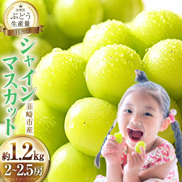 【2026年発送】先行予約 ぶどう シャインマスカット 約1.2kg (2〜2.5房) 【冷蔵発送】 フルーツ 果物 くだもの ブドウ 葡萄 種なし 1.2キロ 甘い 期間限定 季節限定 JA 厳選 山梨県産 令和8年 8月下旬から [梨北農業協同組合 山梨県 韮崎市 20742921]