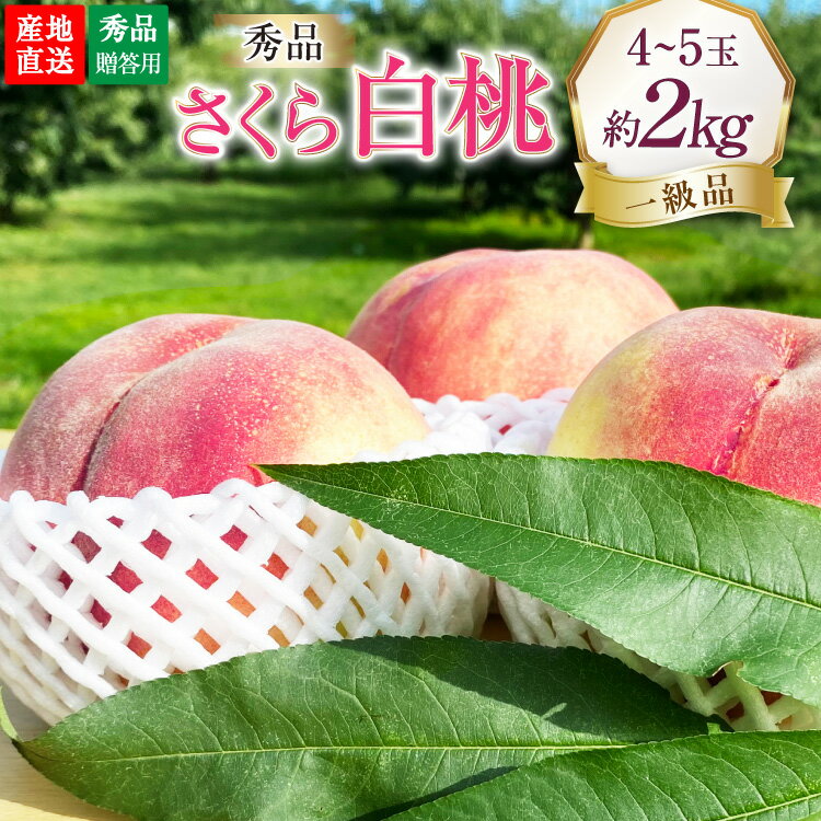 【2026年発送】桃 山梨 秀品 朝どれ 硬い桃 さくら白桃 約 2.0kg 4～5玉 朝獲れ 大玉 さくら 白桃 もも 桃 モモ フルーツ 果物 山梨県産 産地直送 期間限定 季節限定 冷蔵 8月下旬から発送 [韮崎市桃農家の産直 山梨県 韮崎市 20745237]