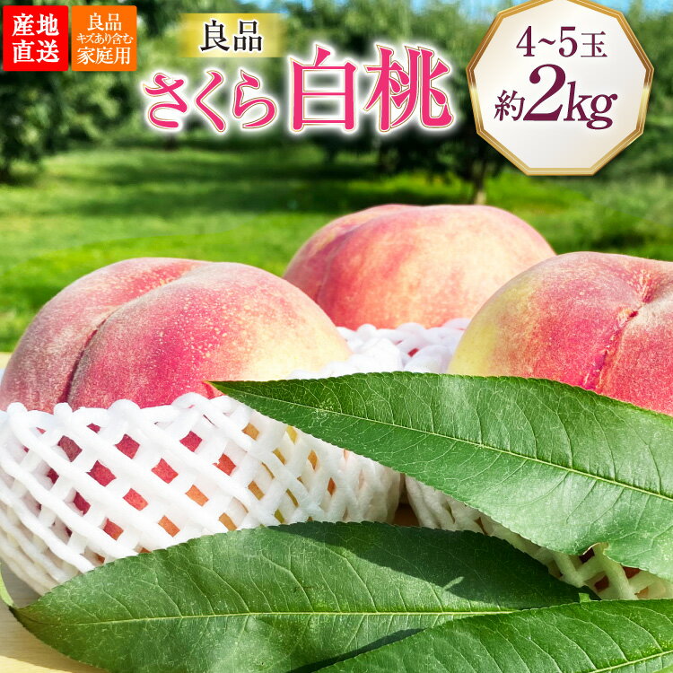 【2026年発送】桃 山梨 良品 朝どれ 硬い桃 さくら白桃 約2.0kg 4〜5玉 朝獲れ 大玉 さくら 白桃 もも 桃 モモ フルーツ 果物 山梨県産 産地直送 期間限定 季節限定 冷蔵 8月下旬から発送 [韮崎市桃農家の産直 山梨県 韮崎市 20745238]