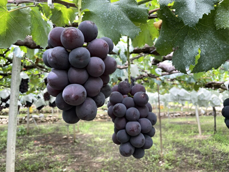【ふるさと納税】 ★先行予約【食べきり】おいしいくだもの3回定期便〈くだもの　フルーツ　桃　巨峰　黒系ぶどう　シャインマスカット　新鮮　農家直送　産地直送　人気 ふるさと納税 おすすめ 山梨県 南アルプス市 送料無料 ALPAJ057 サムネイル2