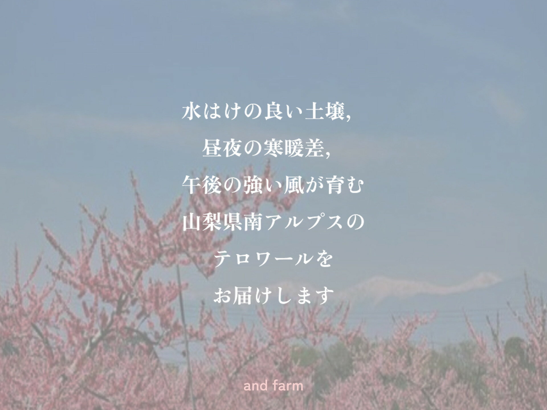 【ふるさと納税】【8月上旬お届け】品種おまかせ！山梨県産の旬の桃 選べる容量 約2kg 約4kg ALPDS020 サムネイル3