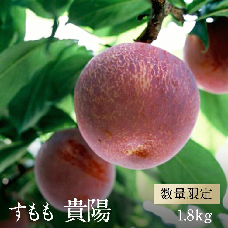 ＜2026年発送先行予約＞すもも「貴陽」約1.8kg ふるさと納税 すもも 李 貴陽 果物 フルーツ おすすめ 山梨県 南アルプス市 送料無料 ALPAA024