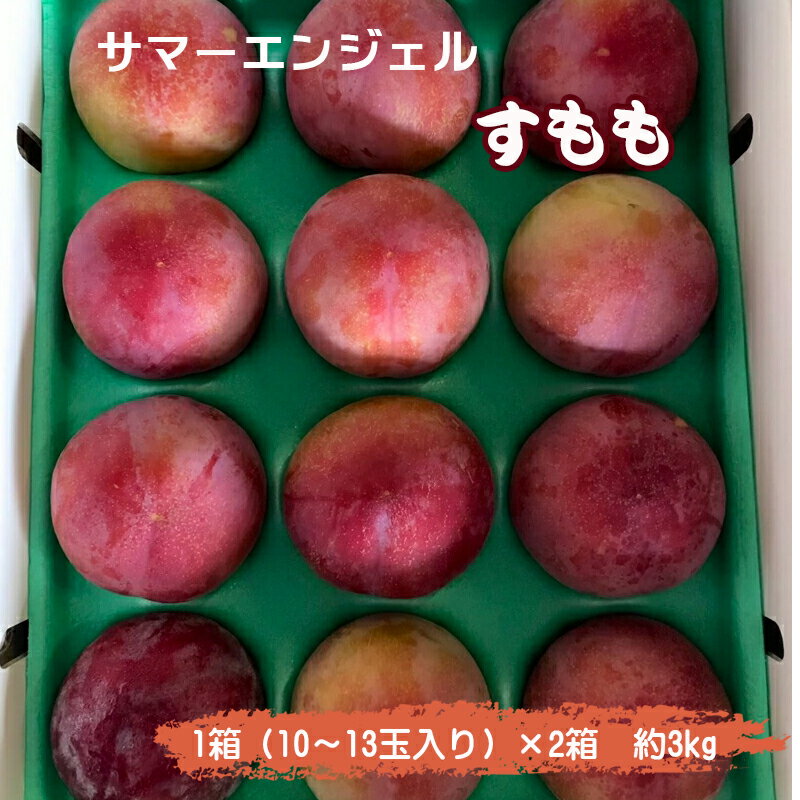 ＜2026年発送先行予約＞すもも「サマーエンジェル」10～13玉入り×2箱約3kg ふるさと納税 おすすめ 山梨県 南アルプス市 送料無料 ALPAA015