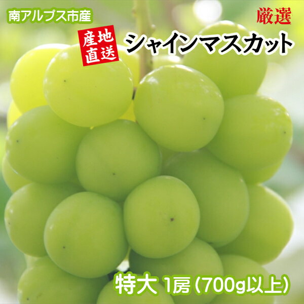＜2026年発送先行予約＞ 厳選！南アルプス市産　プレミアム特大シャインマスカット　700g以上　1房 ふるさと納税 シャインマスカット 葡萄 ぶどう 果物 フルーツ おすすめ 山梨県 南アルプス市 送料無料 ALPDD011