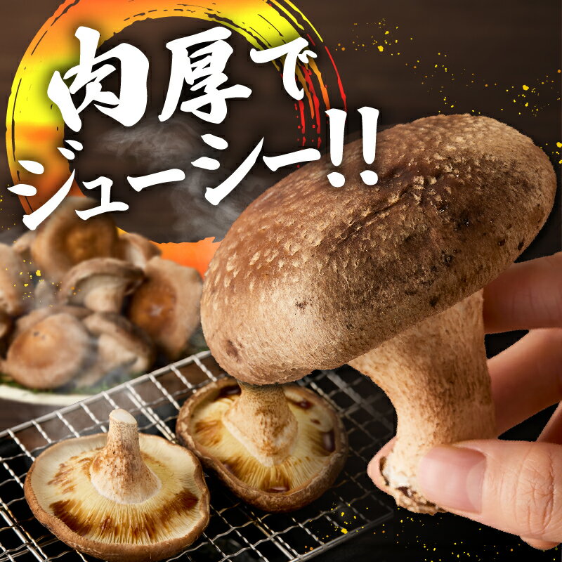 【ふるさと納税】 しいたけ 1kg 大国しいたけ 菌床しいたけ 厳選 高級 椎茸 きのこ 肉厚 ジューシー 新鮮 山梨県産 北杜市産 送料無料 - 画像3