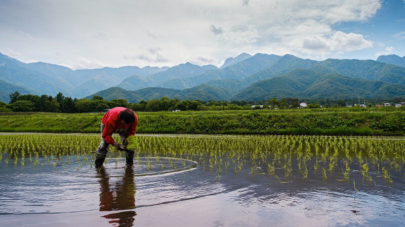 【ふるさと納税】 米 令和7年度米 どんぐり米 5kg 選べる種類 白米 玄米 ミネラルたっぷり お米 農薬不使用 こめ 化学肥料不使用 天日干し コメ そらくも農場 山梨県 北杜市 送料無料 - 画像3