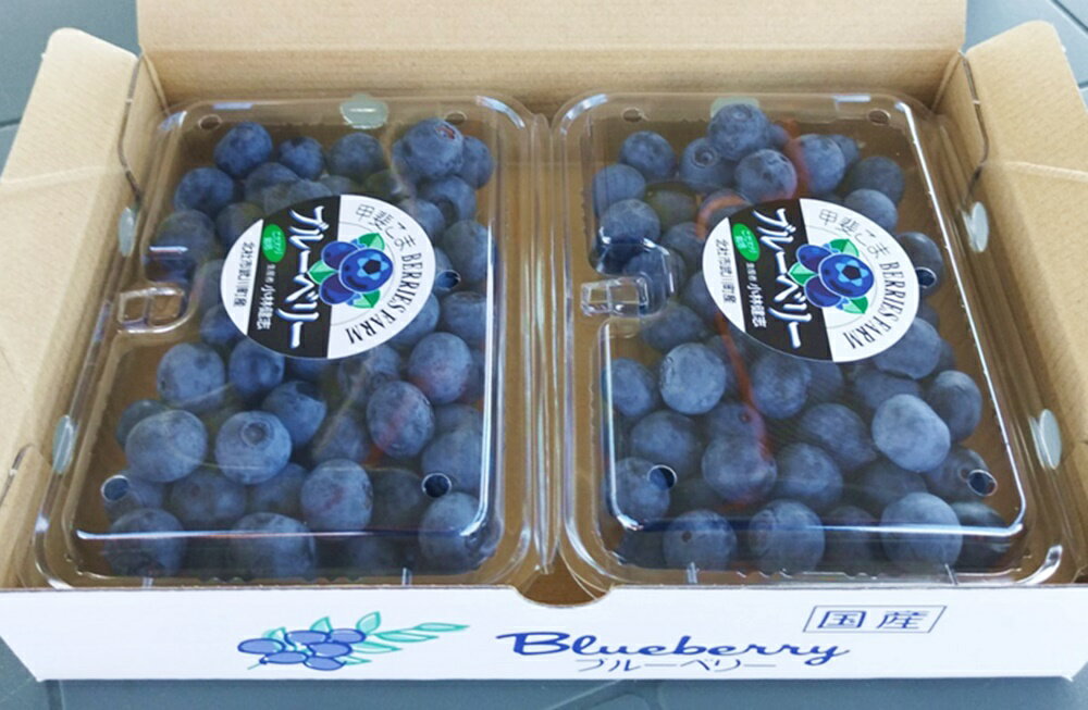 【ふるさと納税】 ブルーベリー 完熟 大粒 【2026年先行予約】 選べる容量 計500g 計1kg ラビットアイ・ブルーベリー 甘い フルーツ くだもの 冷蔵 ヨーグルト パンケーキ トッピング 期間限定 7月～8月発送 山梨県 北杜市 送料無料 サムネイル2