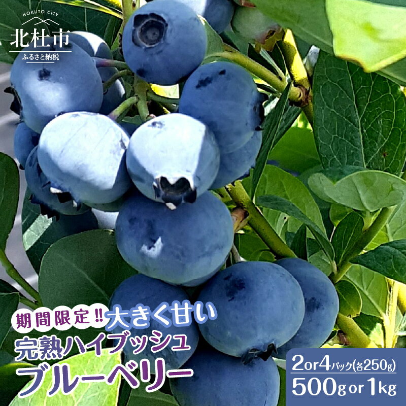 ブルーベリー 完熟 大きい 【2026年先行予約】 選べる容量 計500g 計1kg ハイブッシュ・ブルーベリー 甘い フルーツ くだもの 冷蔵 期間限定 6月～7月発送 山梨県 北杜市 送料無料