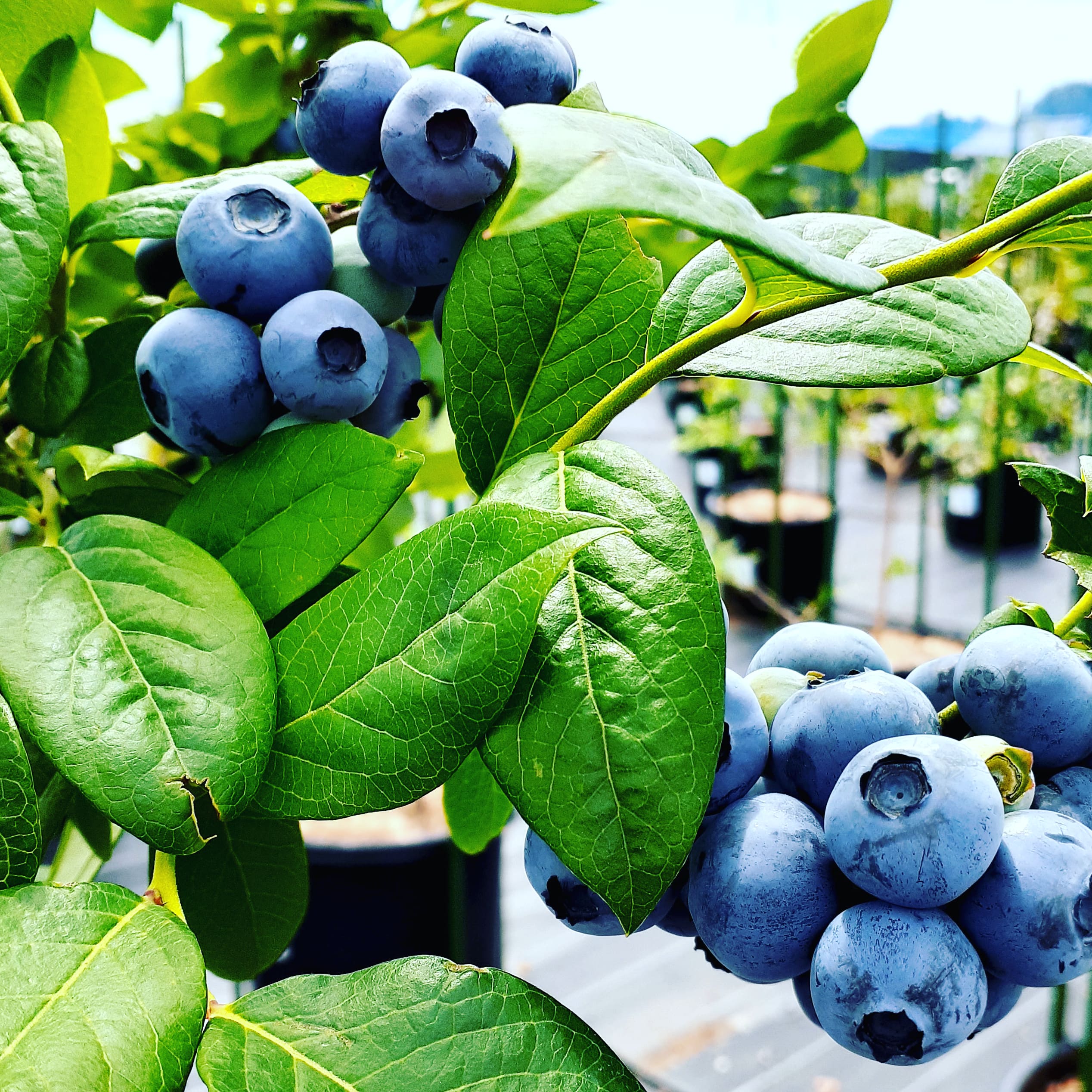 【ふるさと納税】 ブルーベリー 完熟 大きい 【2026年先行予約】 選べる容量 計500g 計1kg ハイブッシュ・ブルーベリー 甘い フルーツ くだもの 冷蔵 期間限定 6月～7月発送 山梨県 北杜市 送料無料 サムネイル3