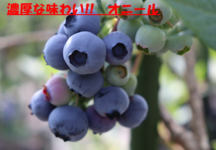 【ふるさと納税】 ブルーベリー 極甘 中粒【2026年先行予約】 選べる容量 計500g 計1kg ハイブッシュ・ブルーベリー系 ラビットアイ・ブルーベリー系 完熟 濃厚 甘い 冷蔵 期間限定 7月～9月初旬発送 フルーツ くだもの 山梨県 北杜市 送料無料 サムネイル2