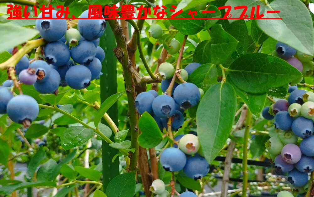 【ふるさと納税】 ブルーベリー 極甘 中粒【2026年先行予約】 選べる容量 計500g 計1kg ハイブッシュ・ブルーベリー系 ラビットアイ・ブルーベリー系 完熟 濃厚 甘い 冷蔵 期間限定 7月～9月初旬発送 フルーツ くだもの 山梨県 北杜市 送料無料 サムネイル3